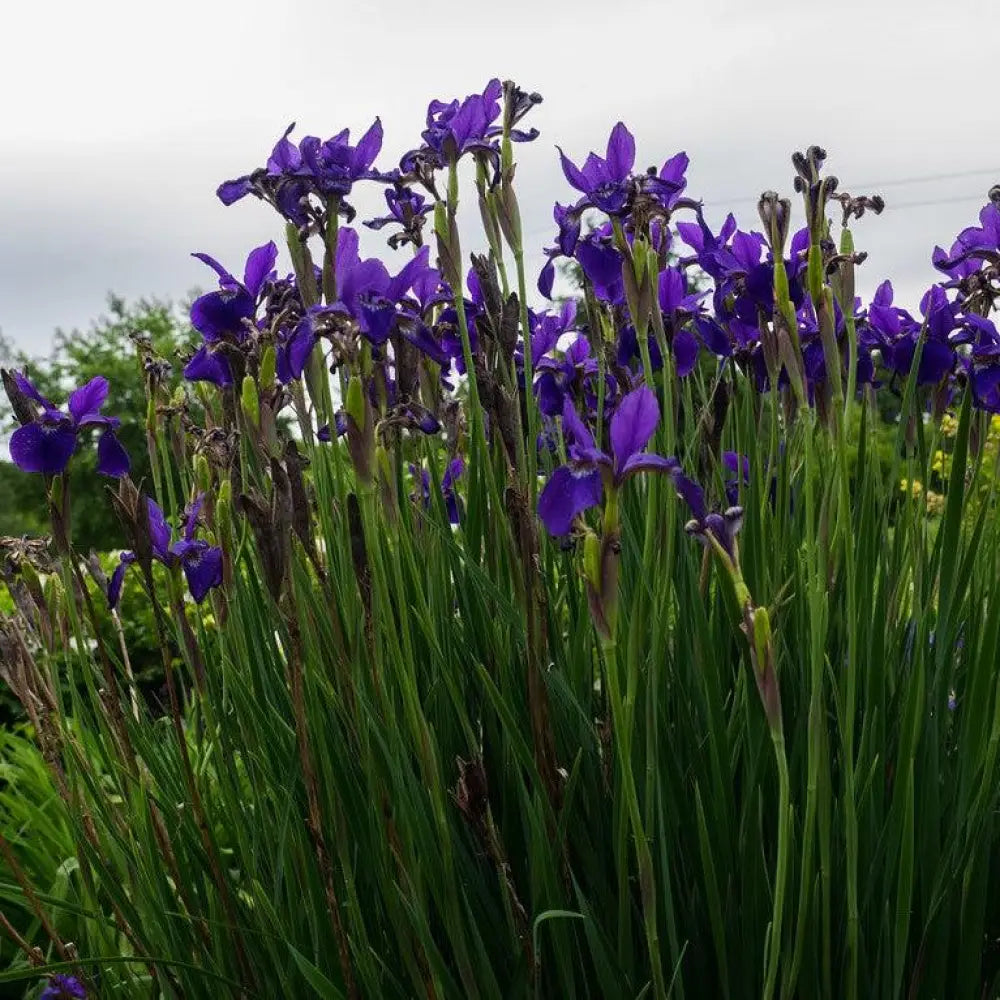 Caesar’s Brother Siberian Iris 1 GALLON Perennial