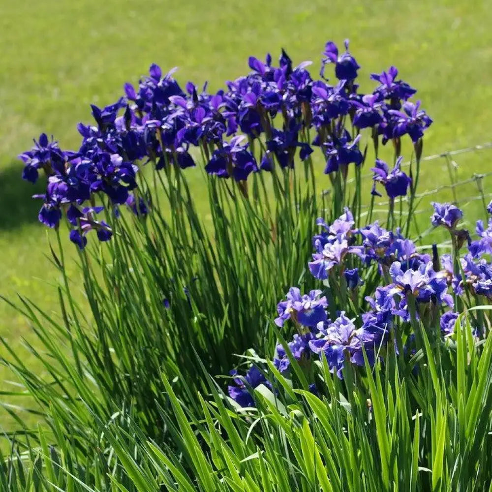 Caesar’s Brother Siberian Iris 1 GALLON Perennial