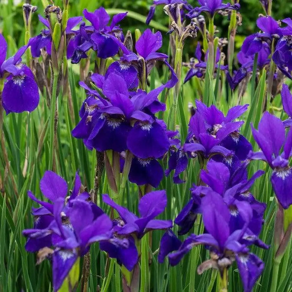 Caesar’s Brother Siberian Iris 1 GALLON Perennial