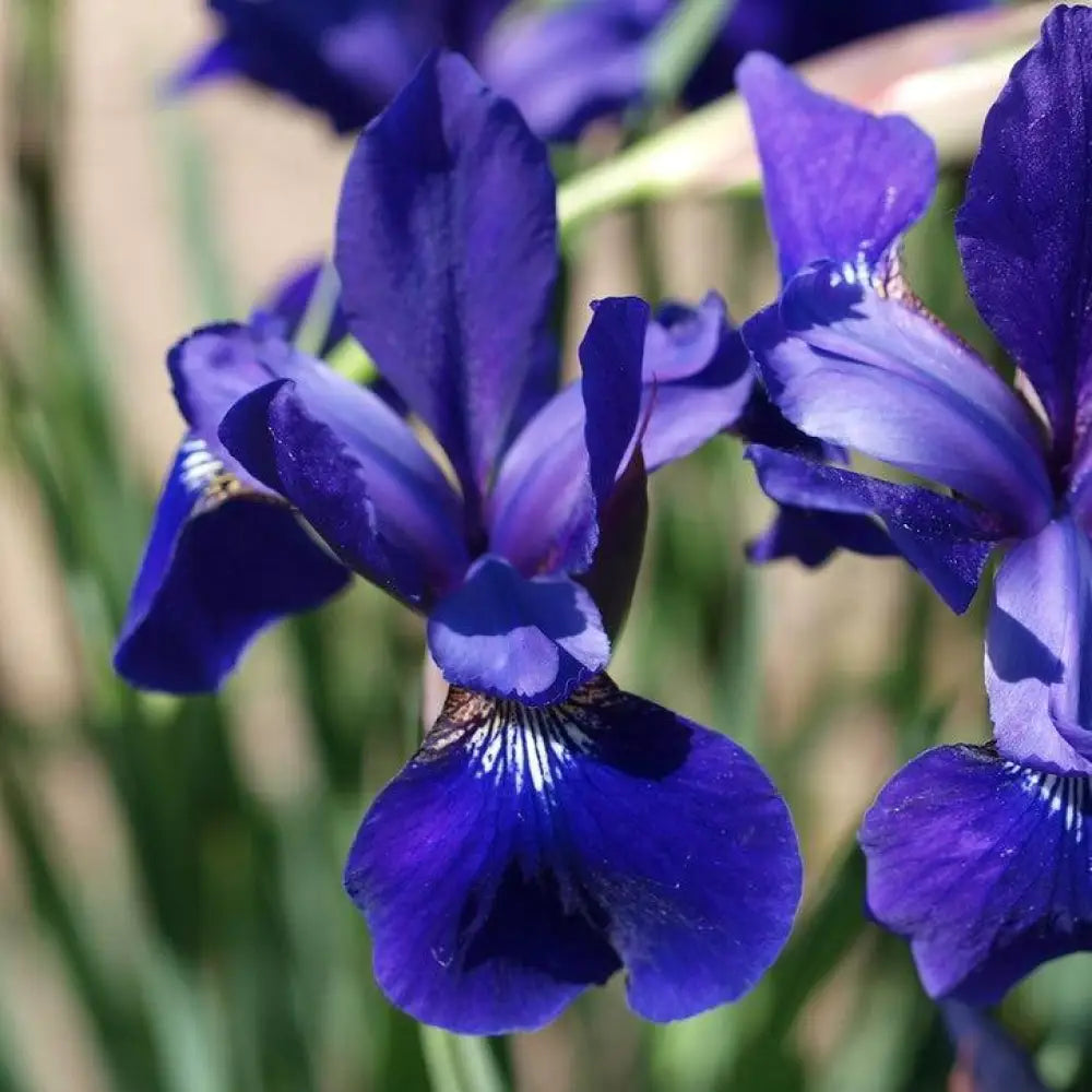 Caesar’s Brother Siberian Iris 1 GALLON Perennial