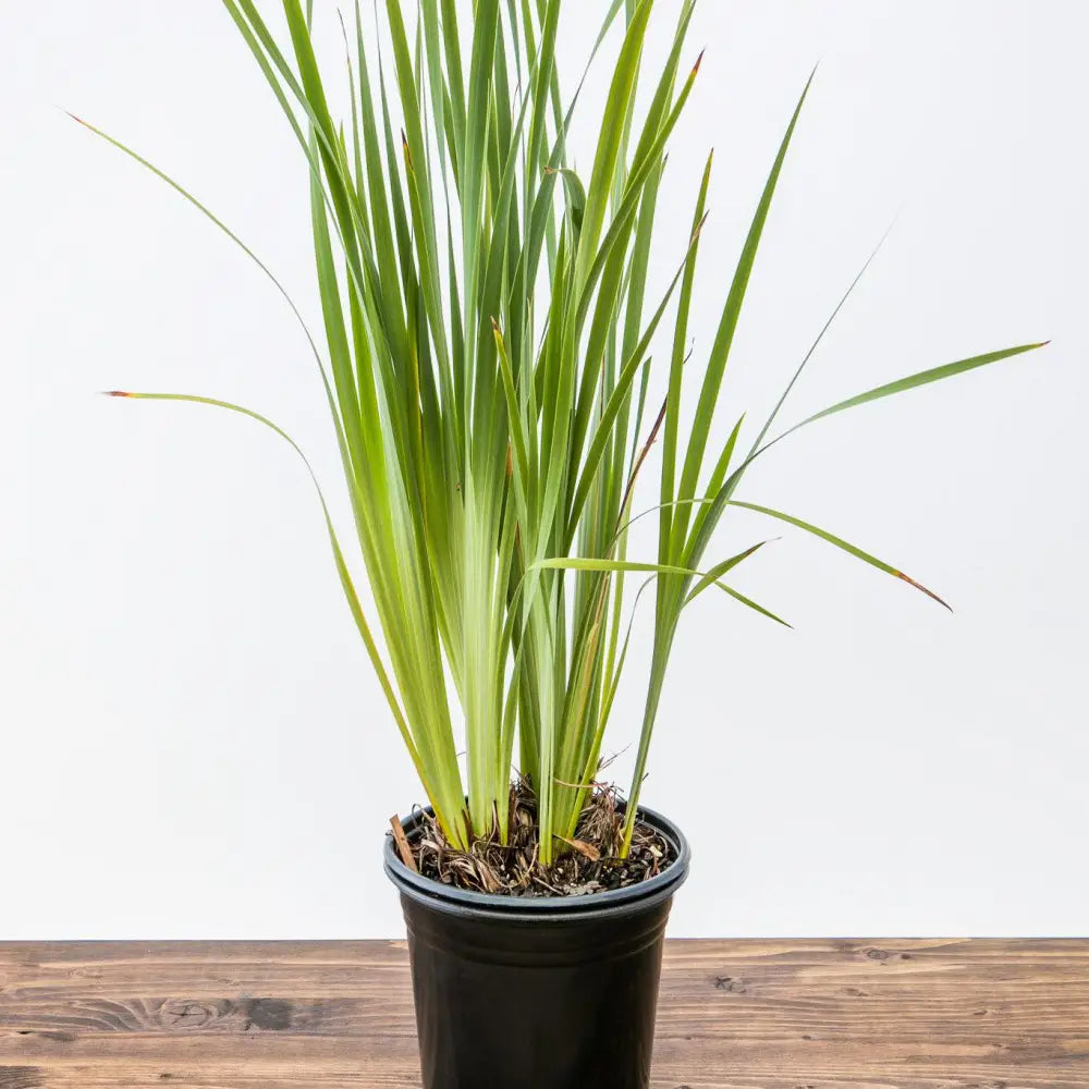 Caesar’s Brother Siberian Iris 1 GALLON Perennial
