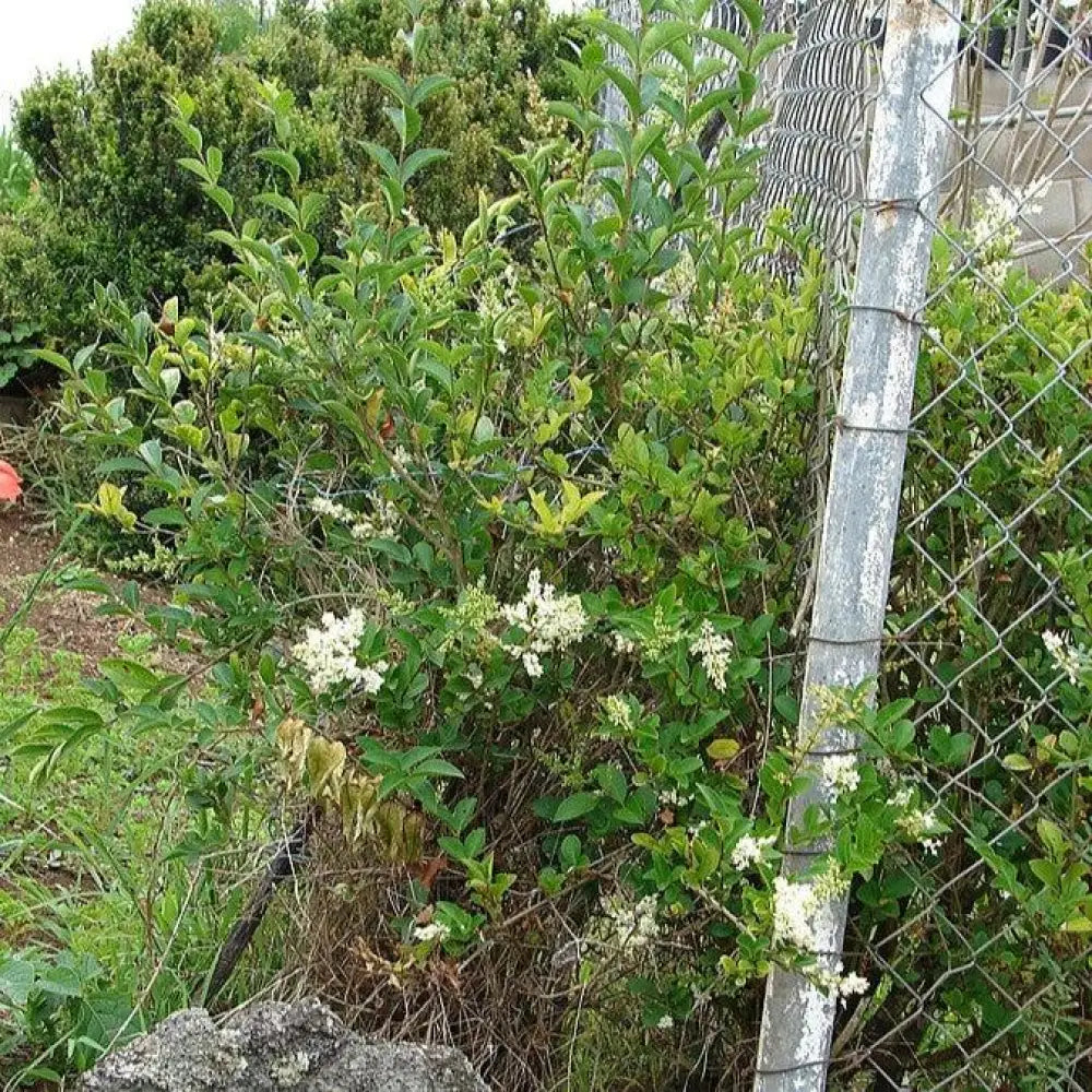 California Privet 3 GALLON Shrub