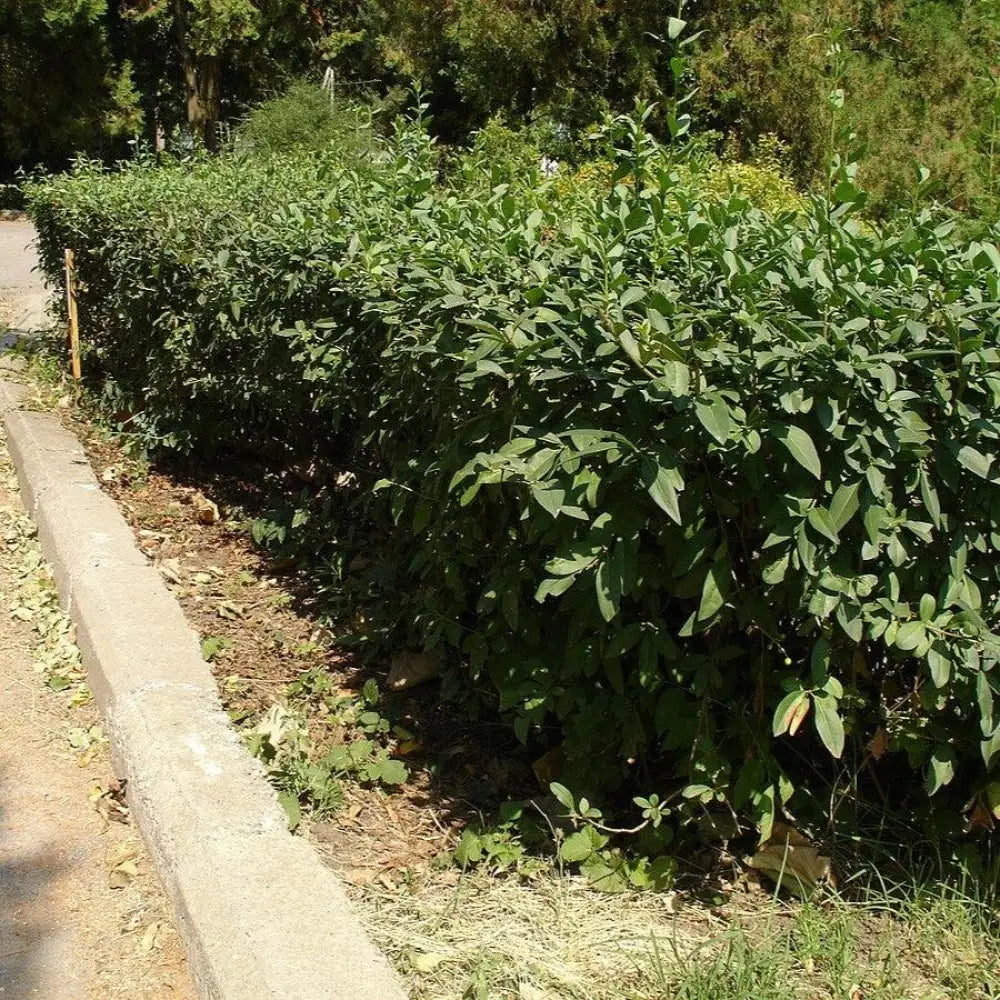 California Privet 3 GALLON Shrub