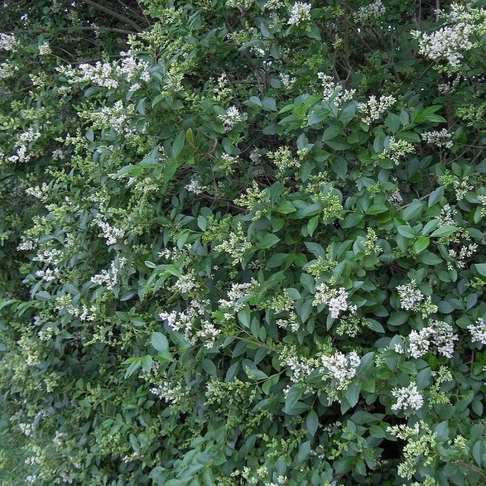 California Privet 3 GALLON Shrub