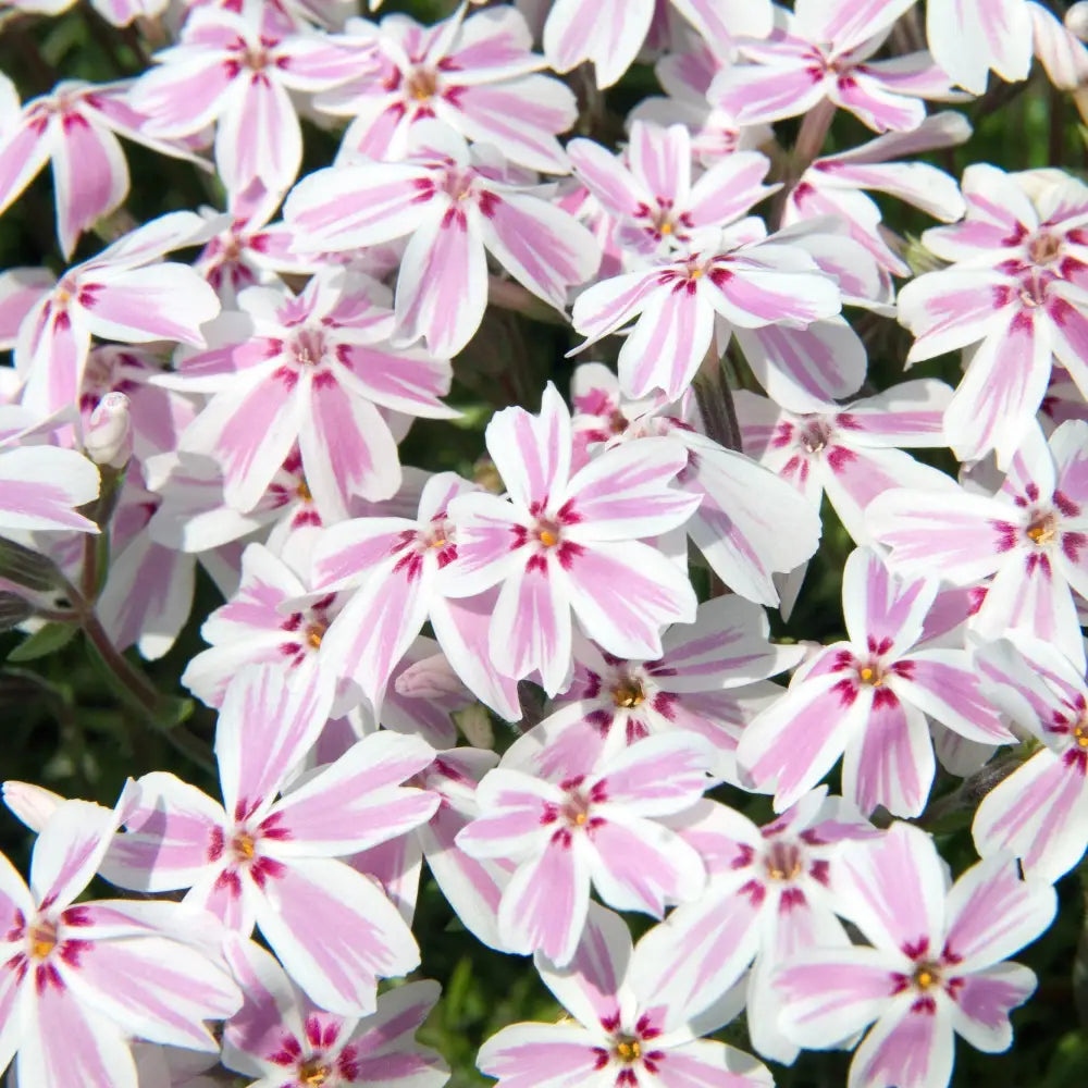 Candy Stripes Creeping Phlox 1 GALLON Perennial
