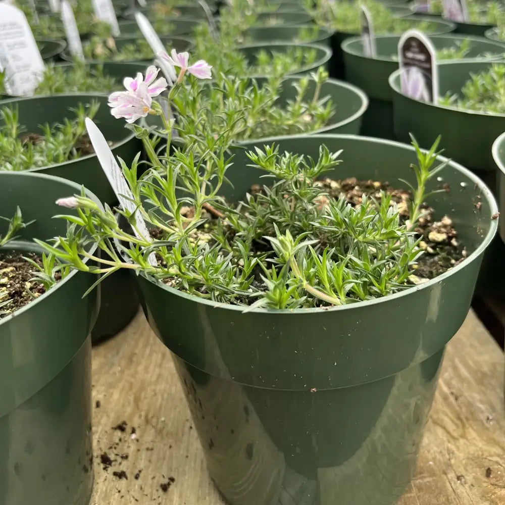 Candy Stripes Creeping Phlox 1 GALLON Perennial