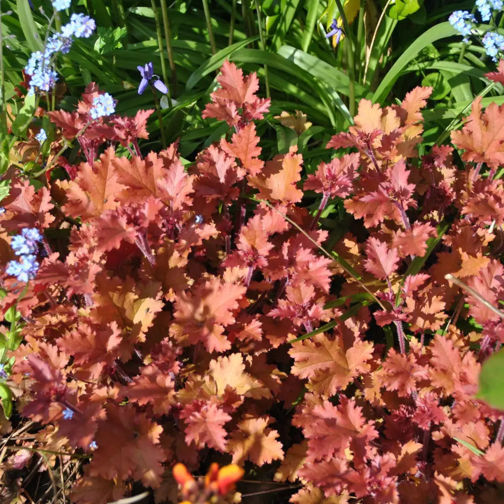 Caramel Coral Bells Heuchera 1 GALLON Perennial