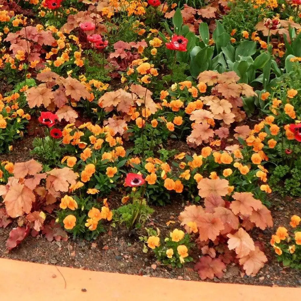 Caramel Coral Bells Heuchera 1 GALLON Perennial