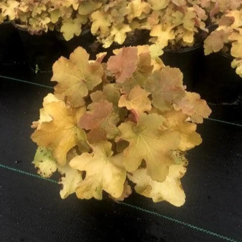 Caramel Coral Bells Heuchera 1 GALLON Perennial