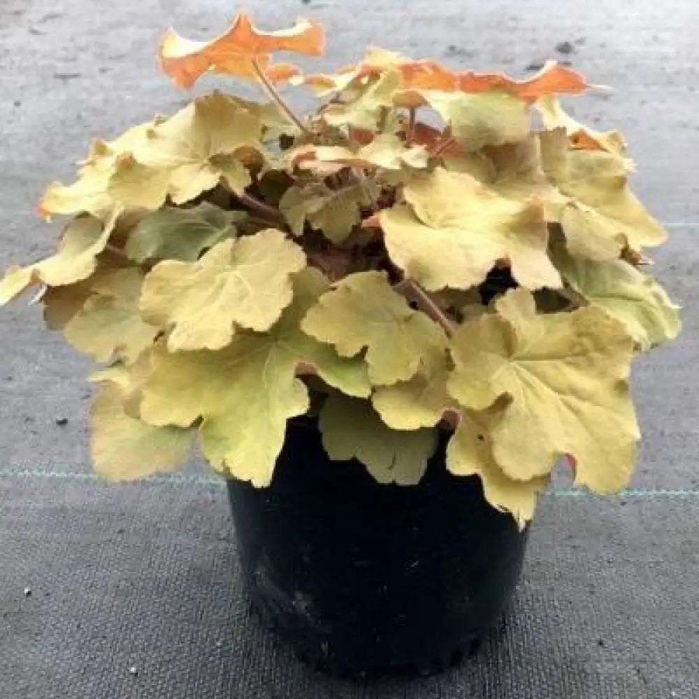 Caramel Coral Bells Heuchera 1 GALLON Perennial