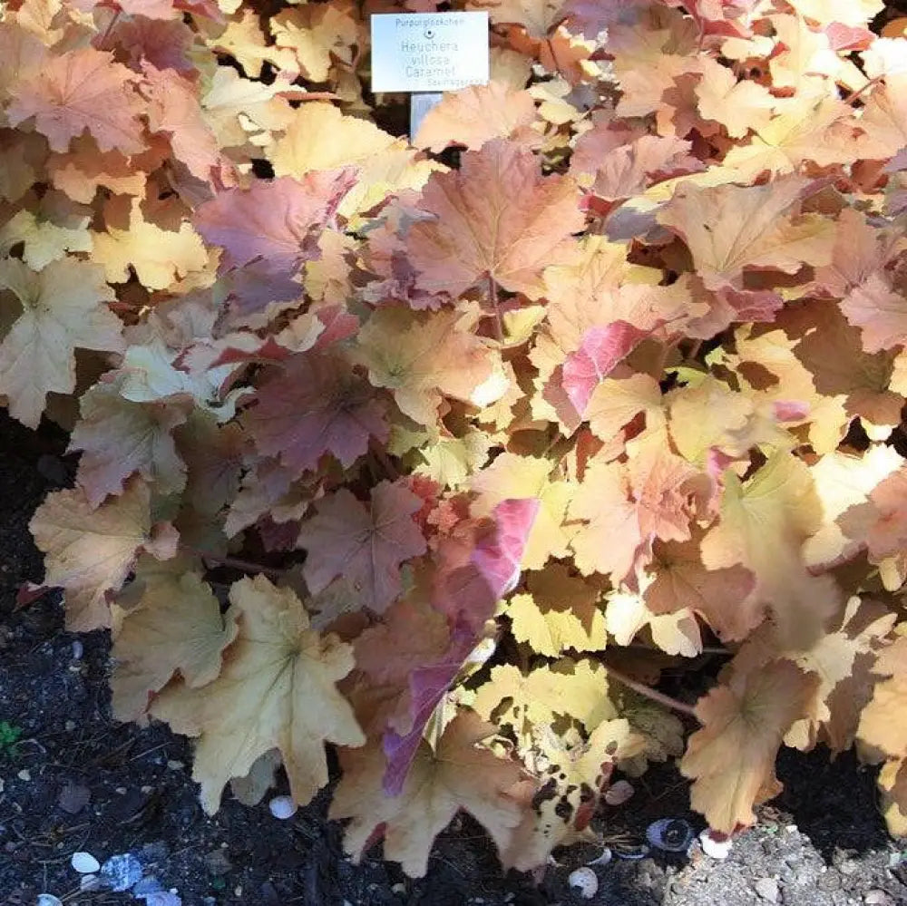 Caramel Coral Bells Heuchera 1 GALLON Perennial