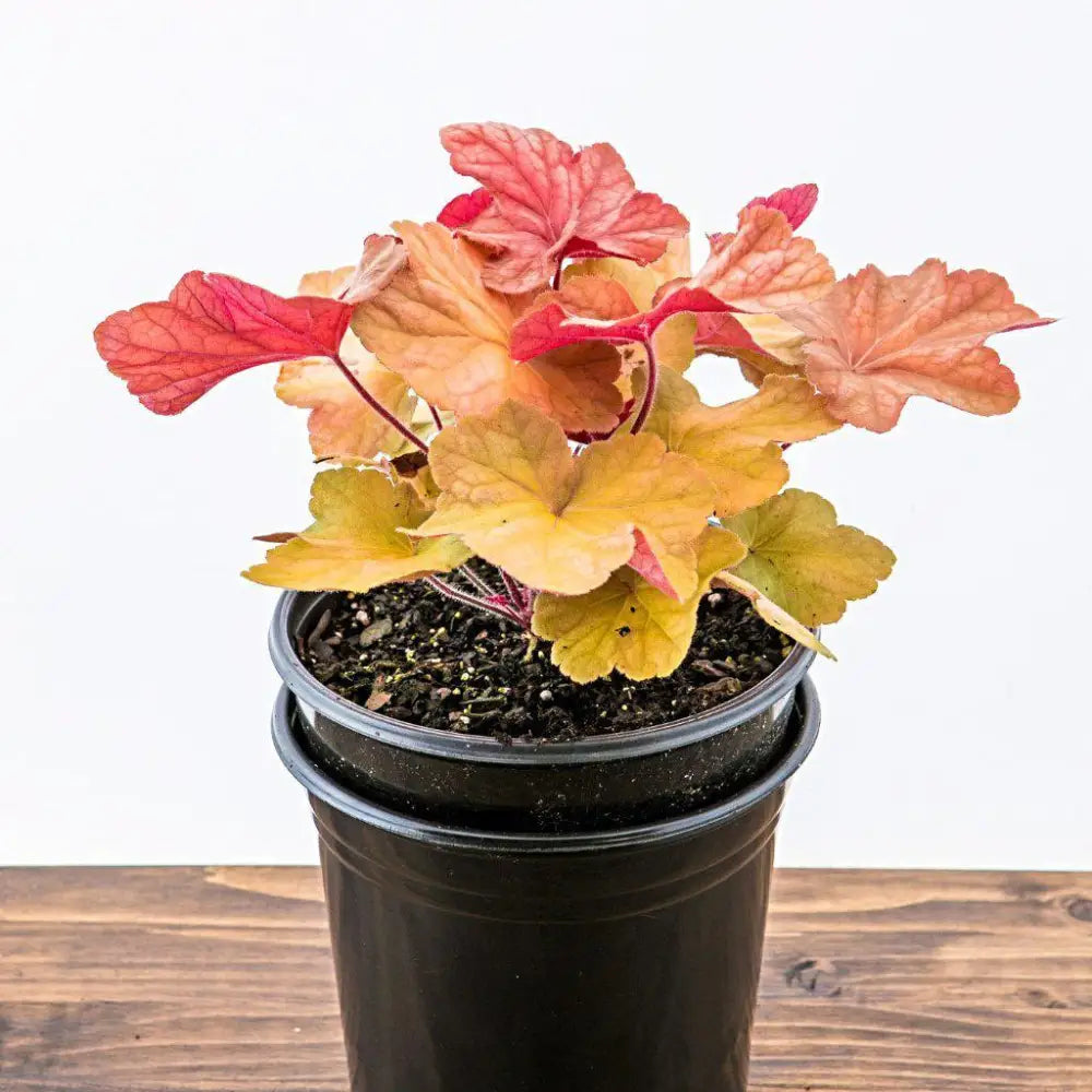 Caramel Coral Bells Heuchera 1 GALLON Perennial