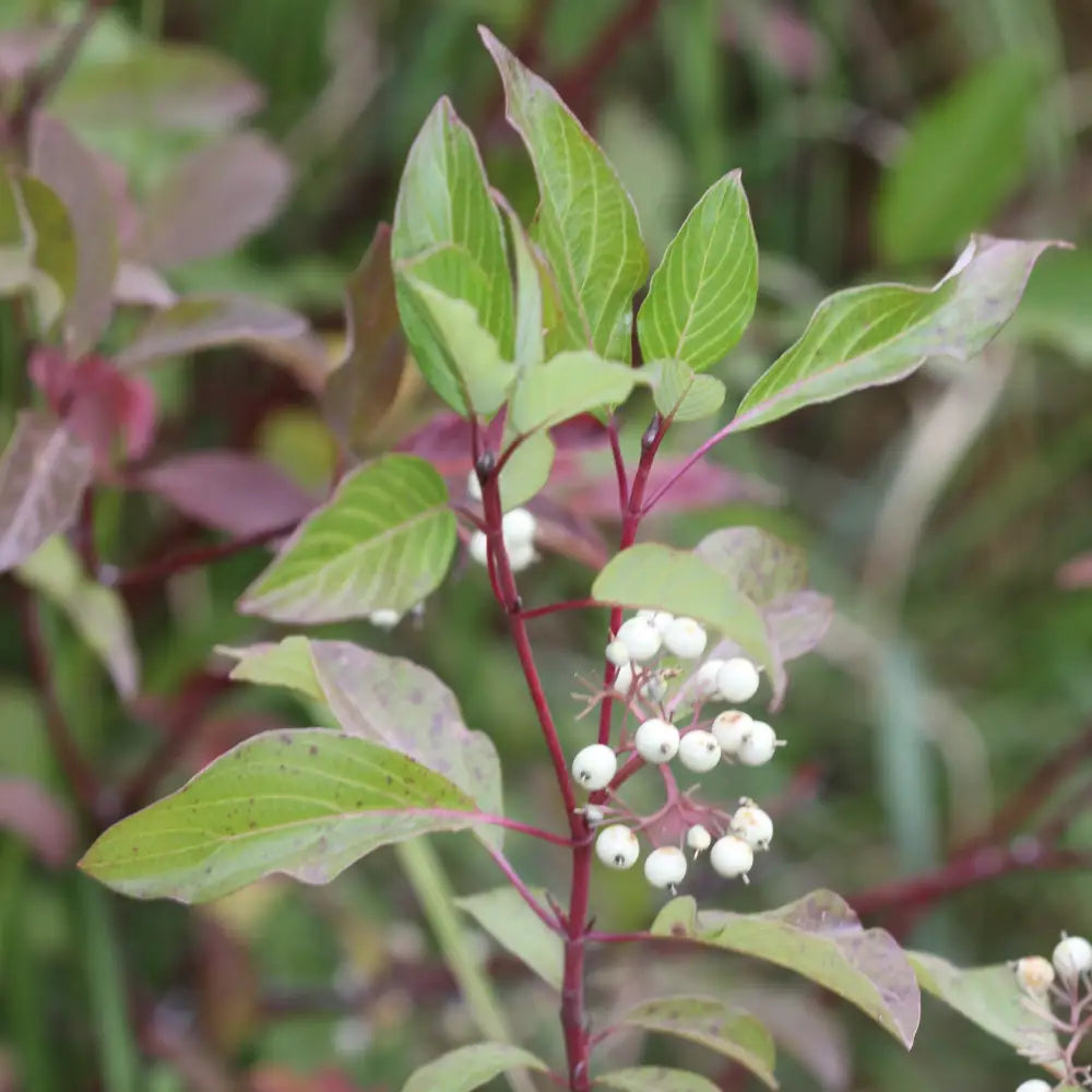 Cardinal Dogwood Tree