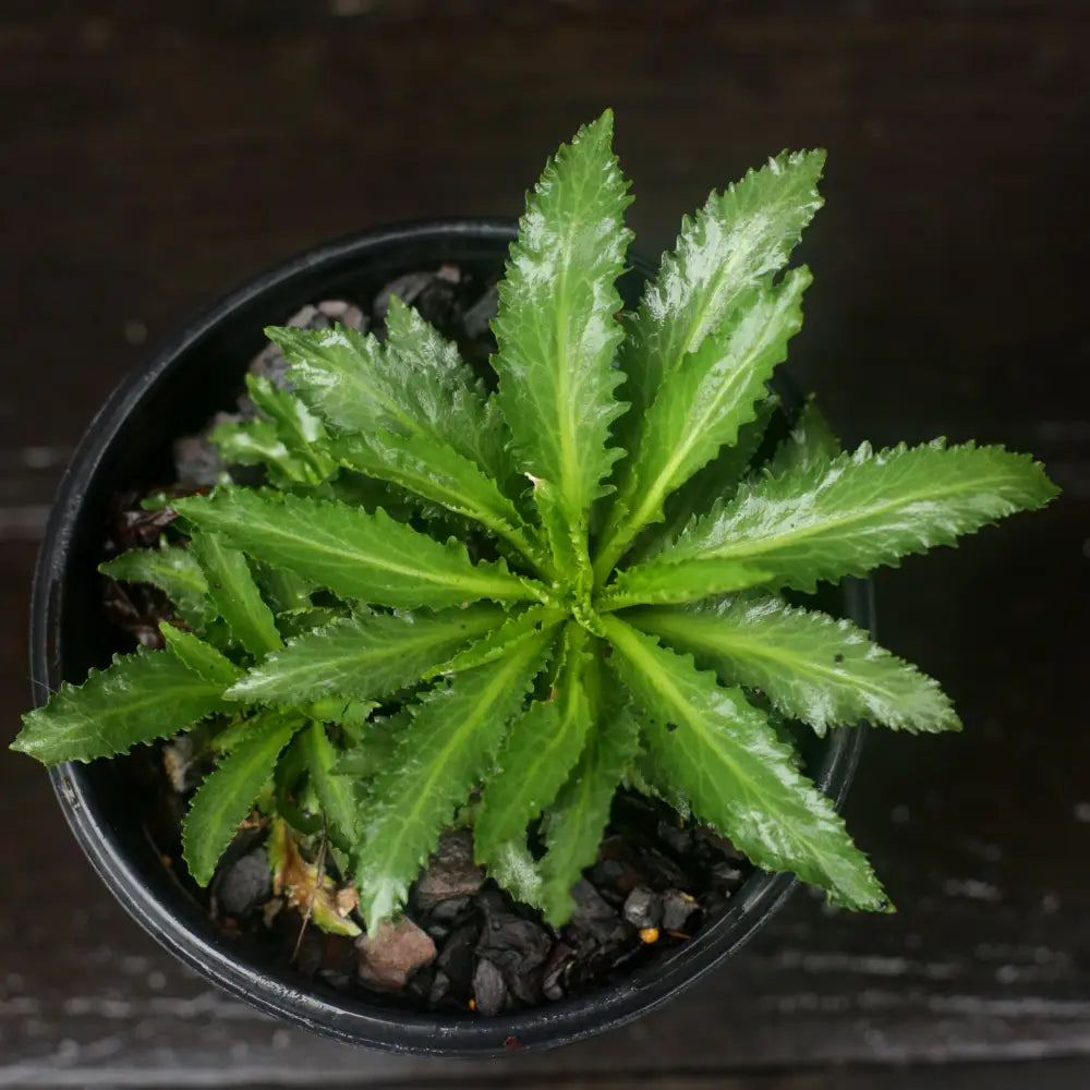 Cardinal Flower 1 GALLON Perennial