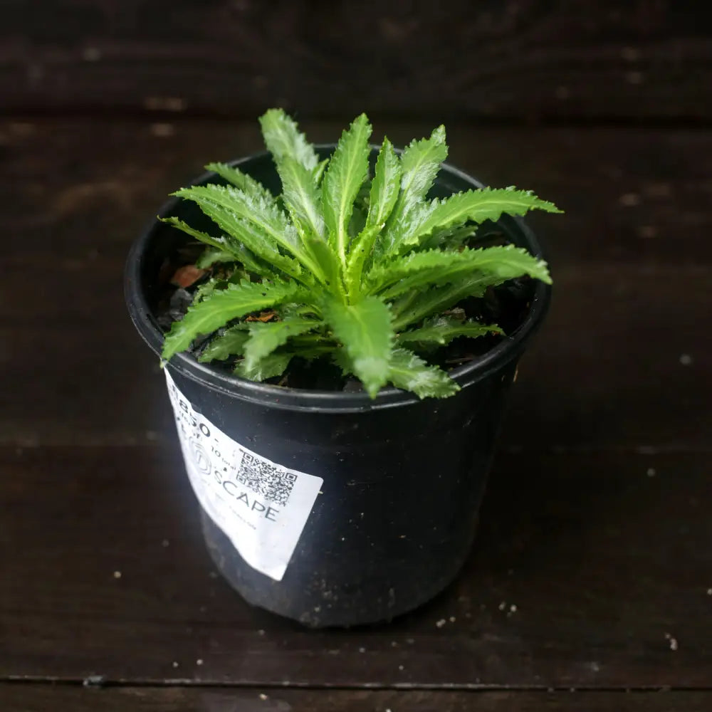 Cardinal Flower 1 GALLON Perennial