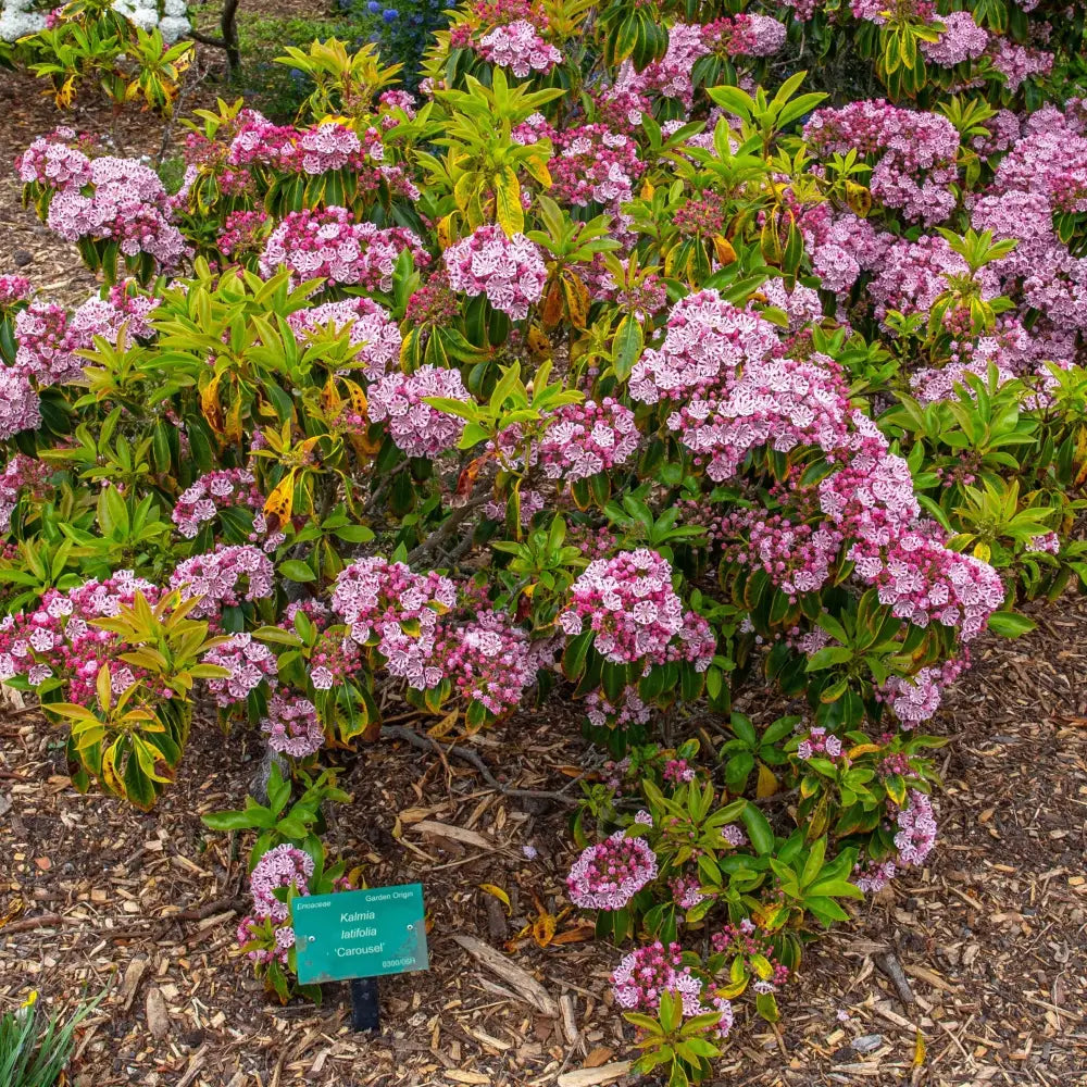 Carousel Mountain Laurel Shrub