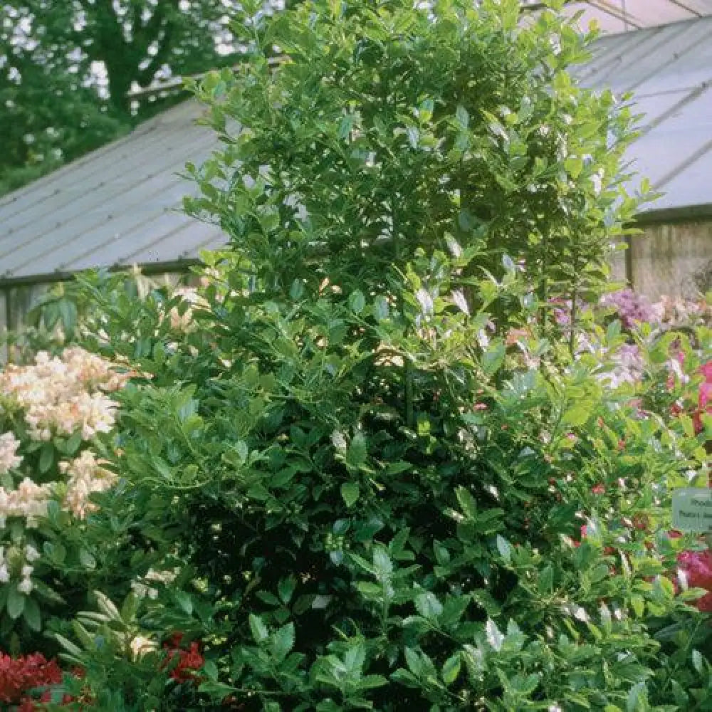 Castle Spire® Blue Holly Shrub