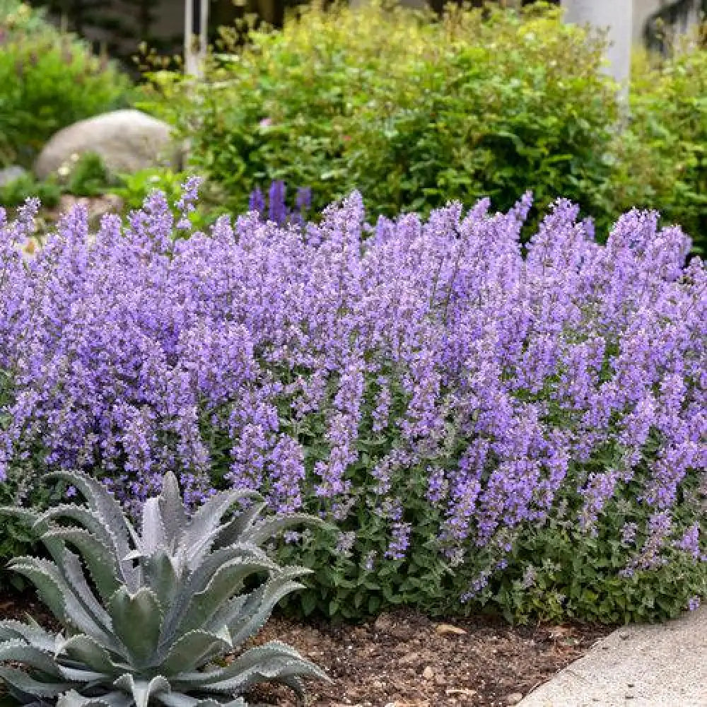 Cat’s Meow Catmint 1 GALLON Perennial