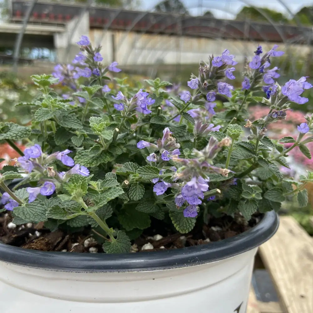 Cat’s Pajamas Catmint 1 GALLON Perennial