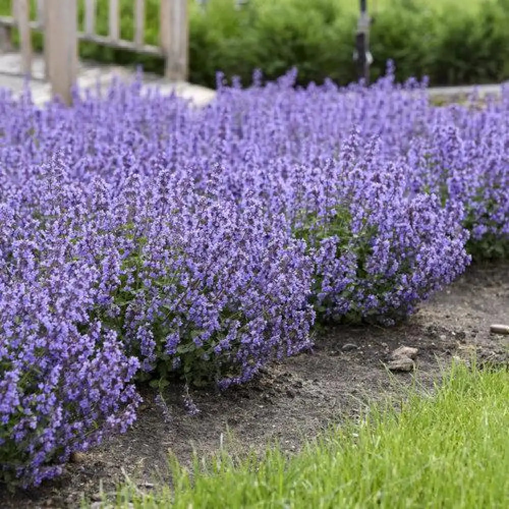 Cat’s Pajamas Catmint 1 GALLON Perennial