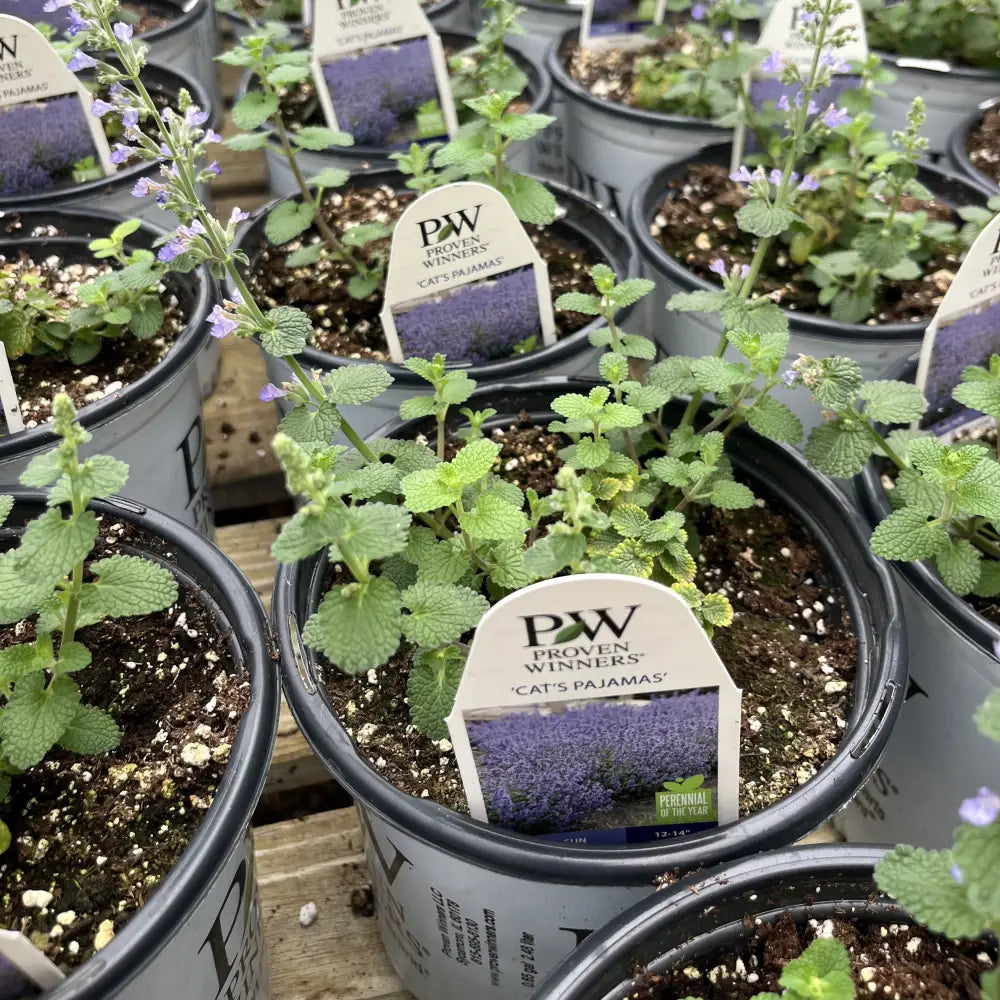 Cat’s Pajamas Catmint 1 GALLON Perennial