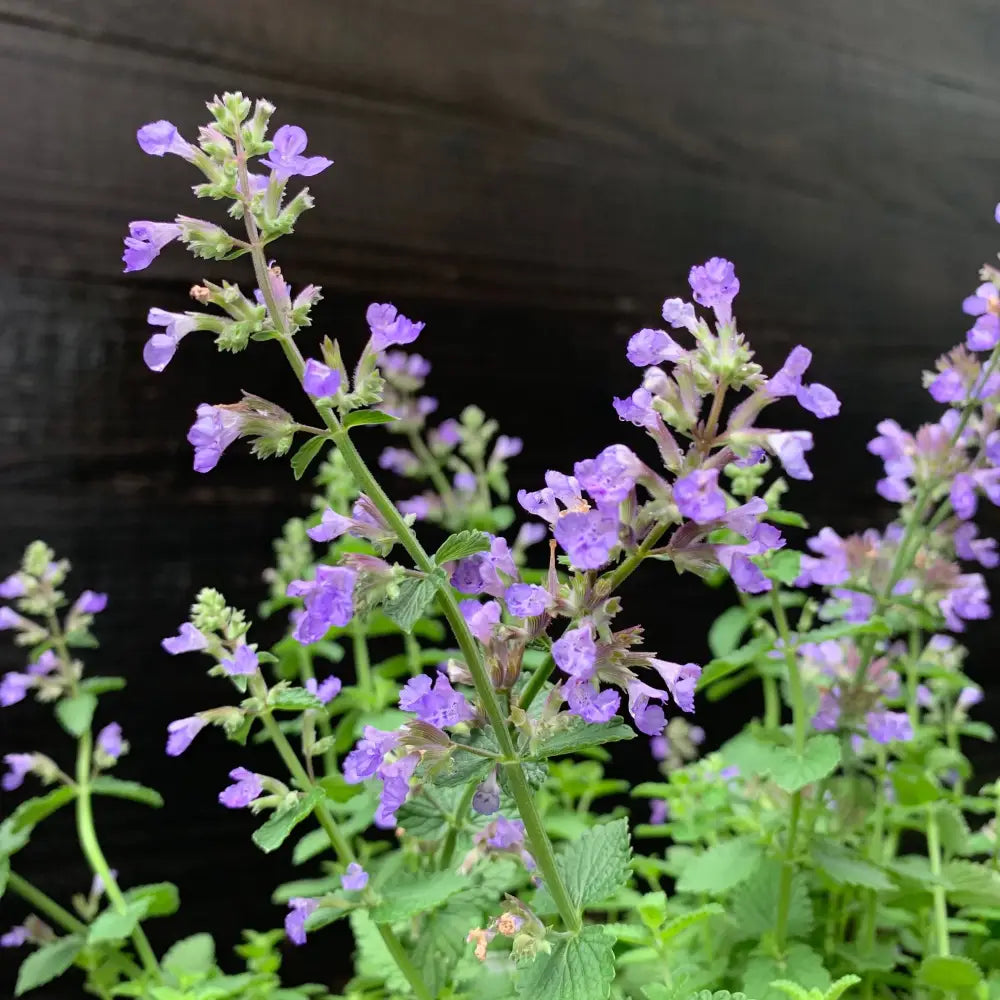 Cat’s Pajamas Catmint 1 GALLON Perennial