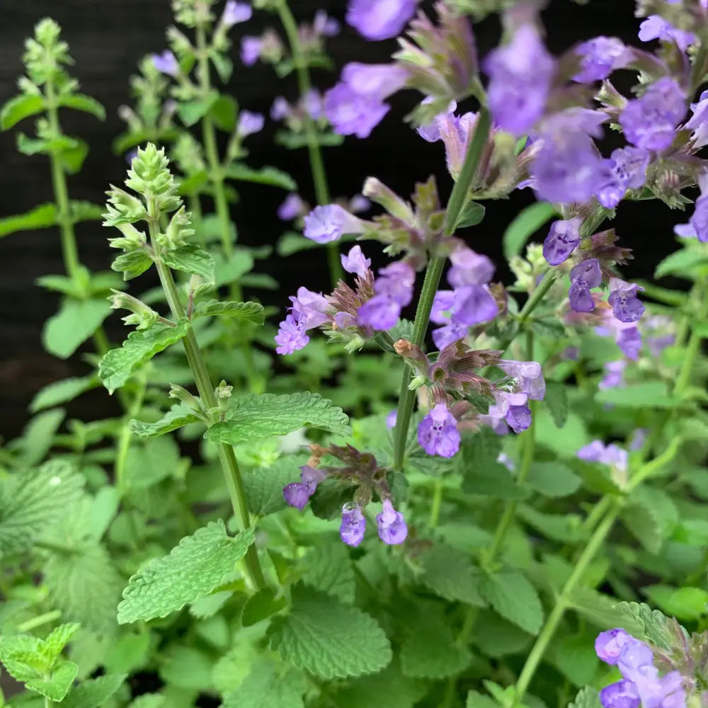 Cat’s Pajamas Catmint 1 GALLON Perennial