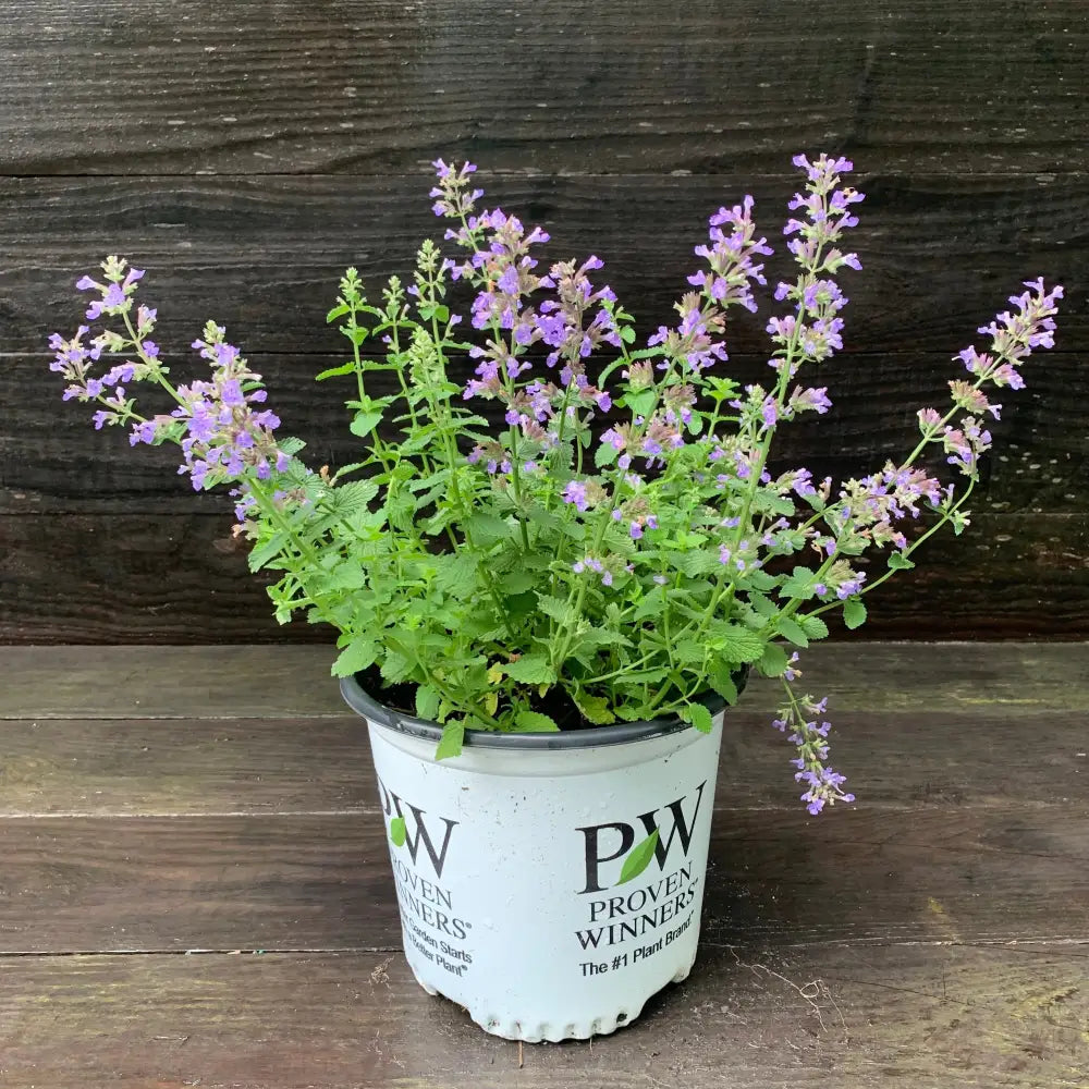 Cat’s Pajamas Catmint 1 GALLON Perennial