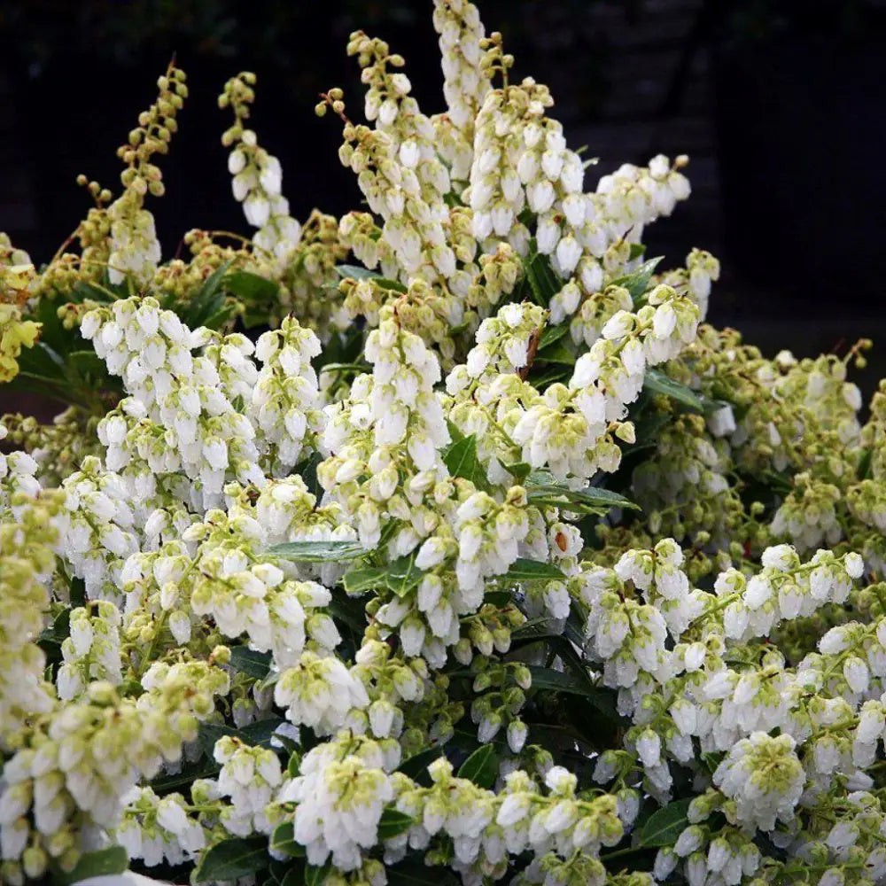 Cavatine Pieris Shrub