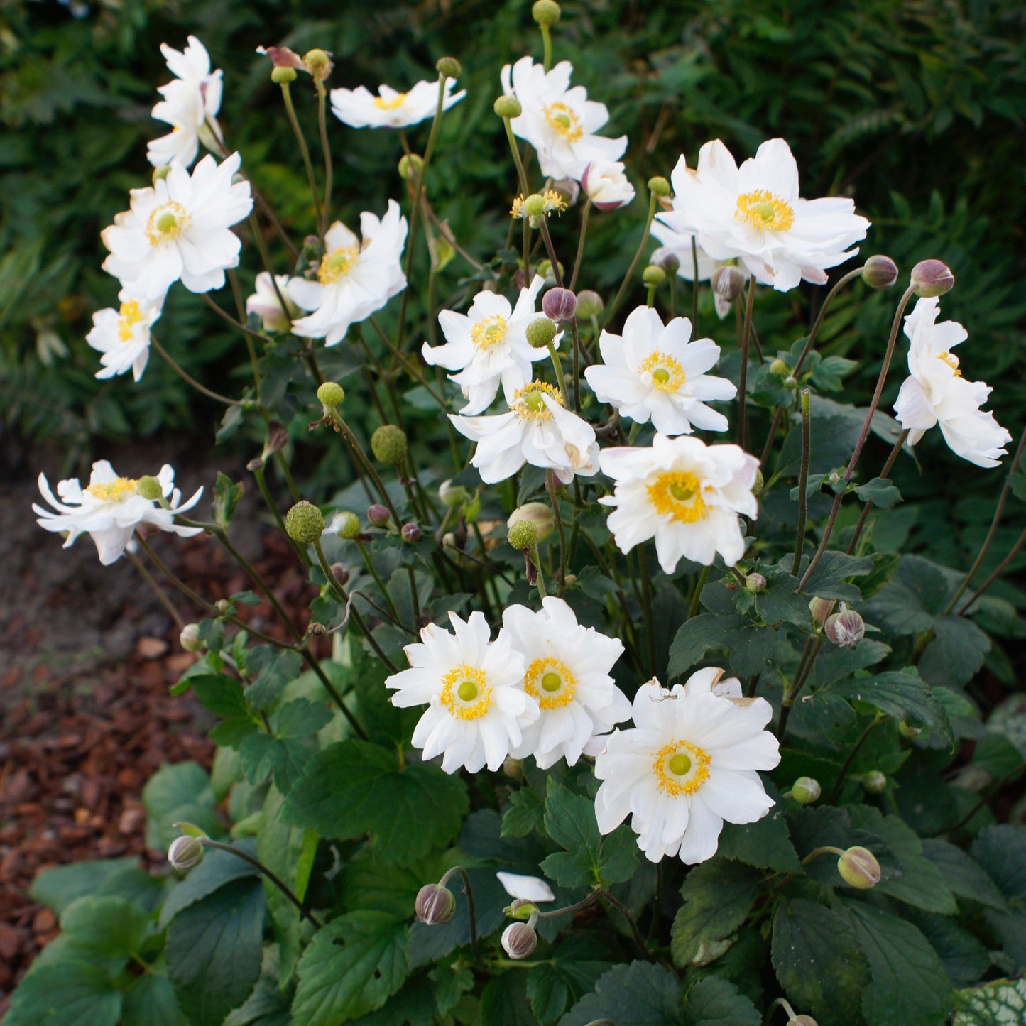 Anemone hupehensis 'Ifansa' PP31,802 - Fantasy™ Snow Angel Anemone