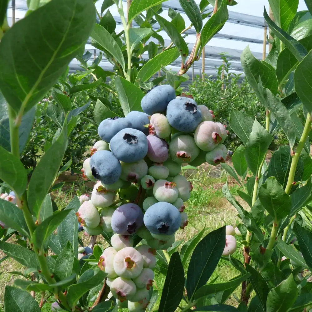 Chandler Blueberry Shrub