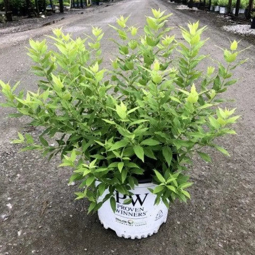 Chardonnay Pearls® Deutzia 2 GALLON Shrub