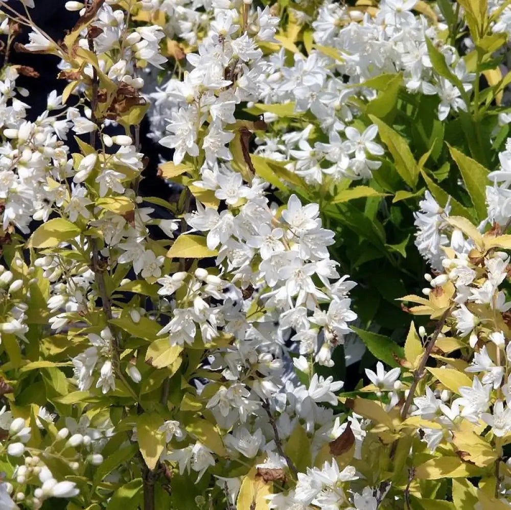 Chardonnay Pearls® Deutzia 2 GALLON Shrub