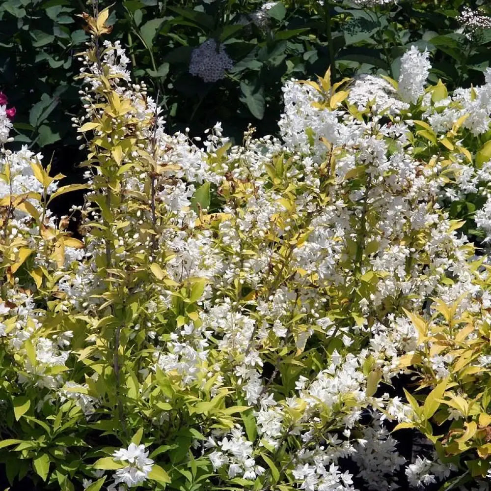 Chardonnay Pearls® Deutzia 2 GALLON Shrub