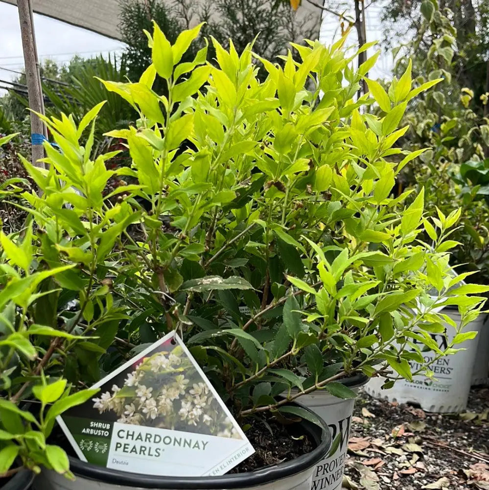 Chardonnay Pearls® Deutzia 2 GALLON Shrub