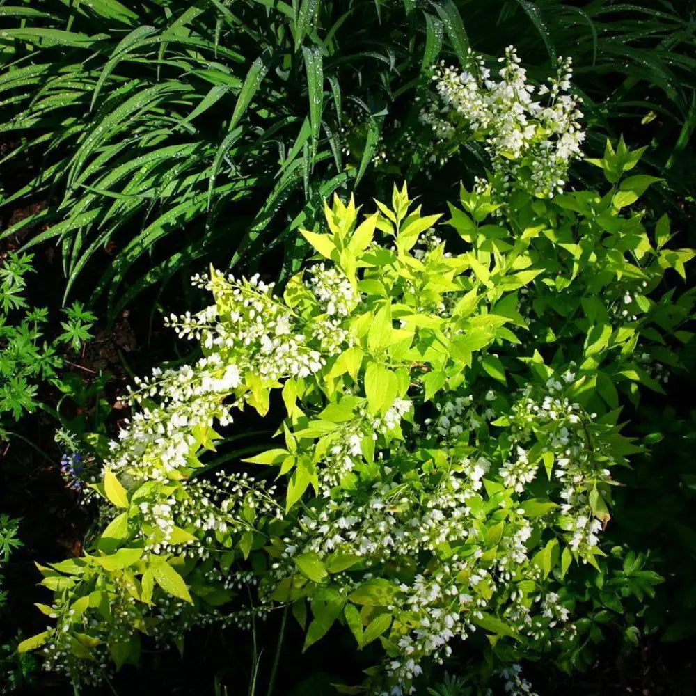 Chardonnay Pearls® Deutzia 2 GALLON Shrub