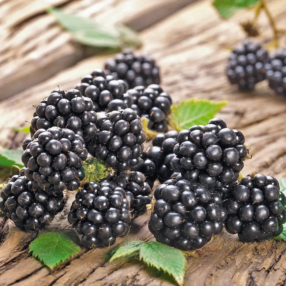 Chester Thornless Blackberry Shrub