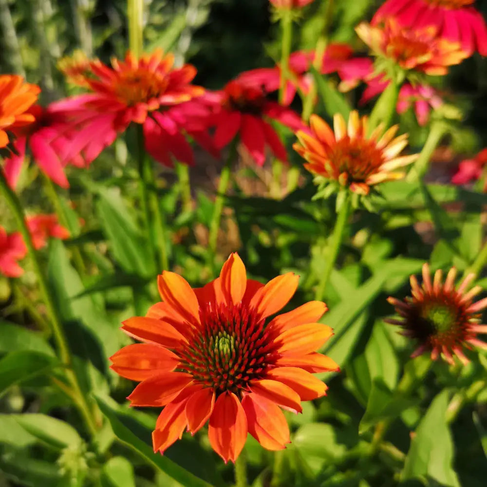 Cheyenne Spirit Echinacea Coneflower Perennial