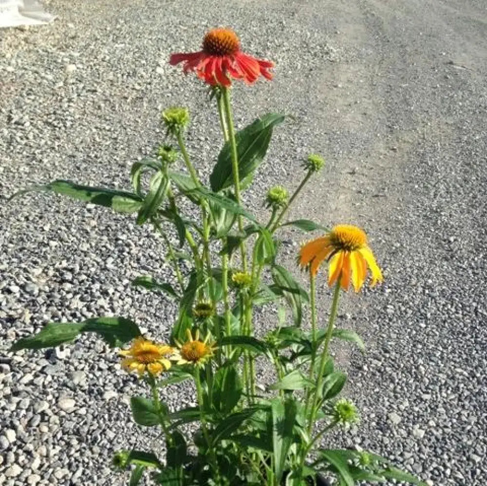 Cheyenne Spirit Echinacea Coneflower Perennial