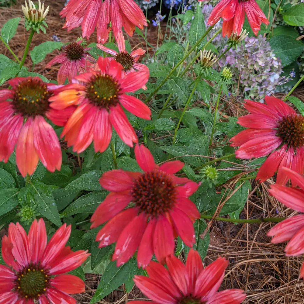 Cheyenne Spirit Echinacea Coneflower Perennial