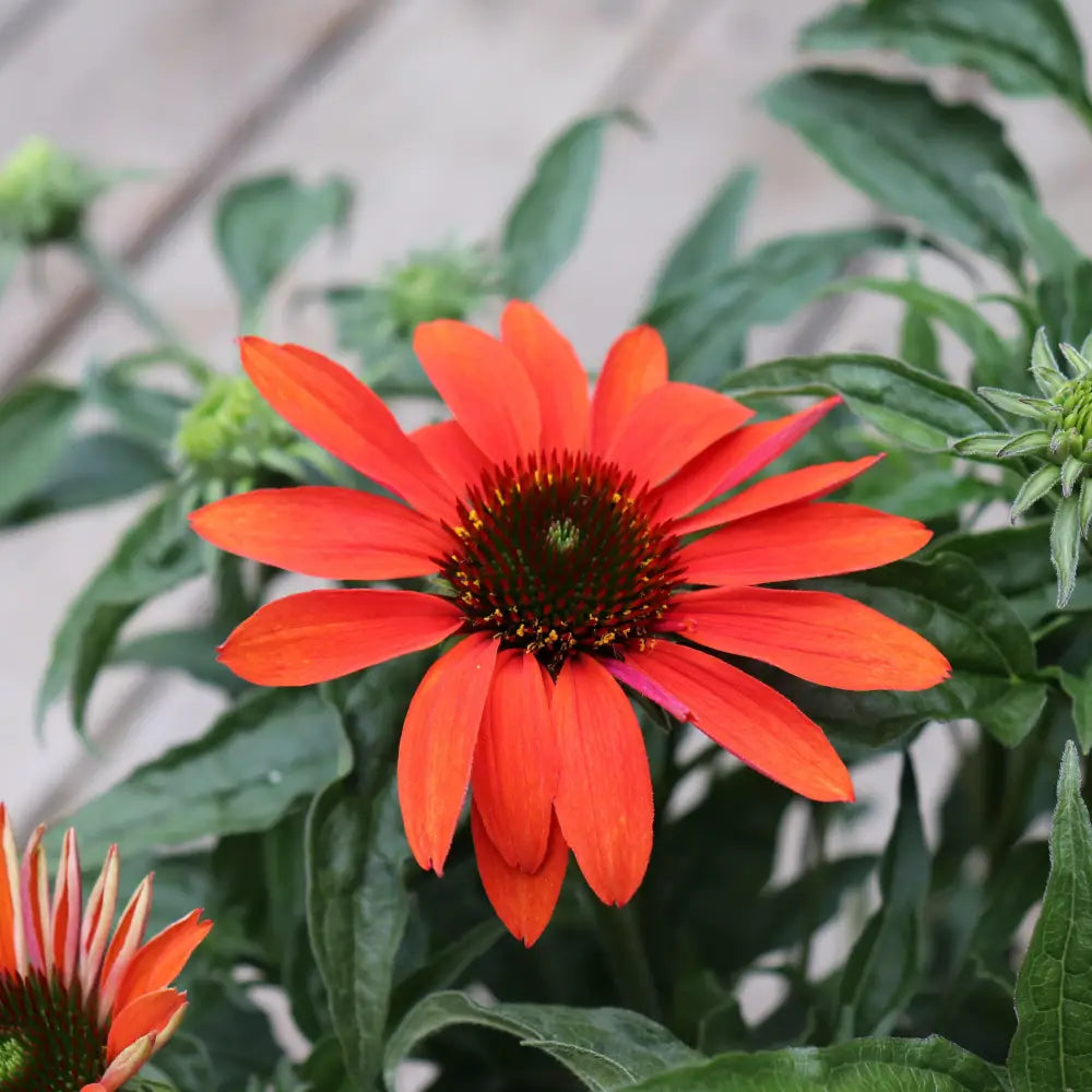 Cheyenne Spirit Echinacea Coneflower Perennial