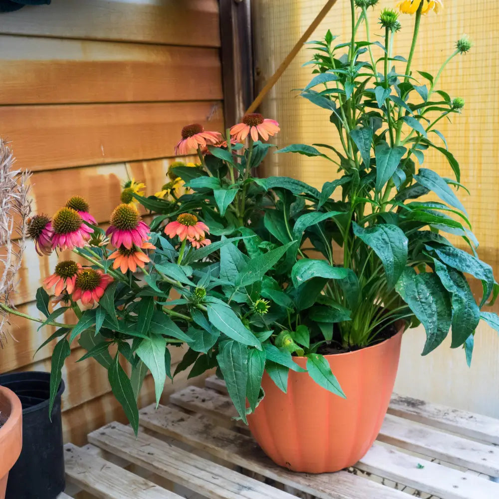 Cheyenne Spirit Echinacea Coneflower Perennial