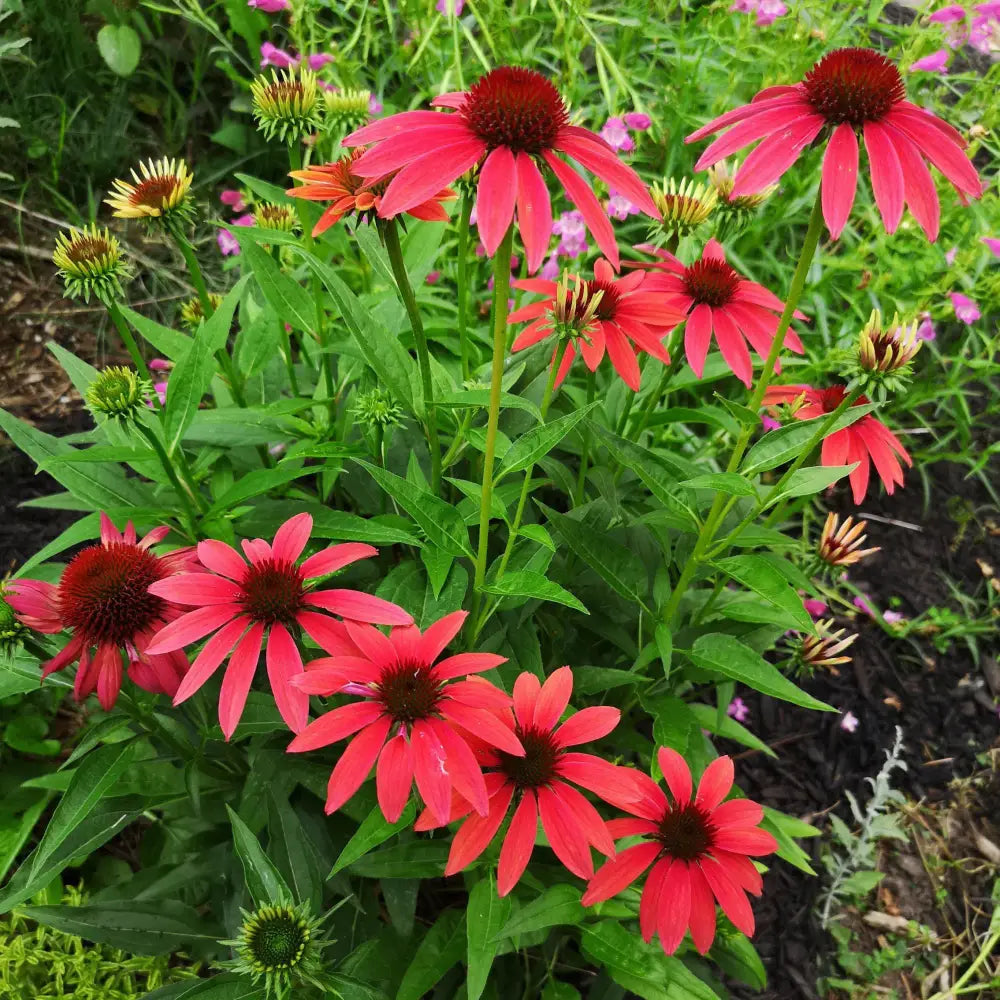 Cheyenne Spirit Echinacea Coneflower Perennial