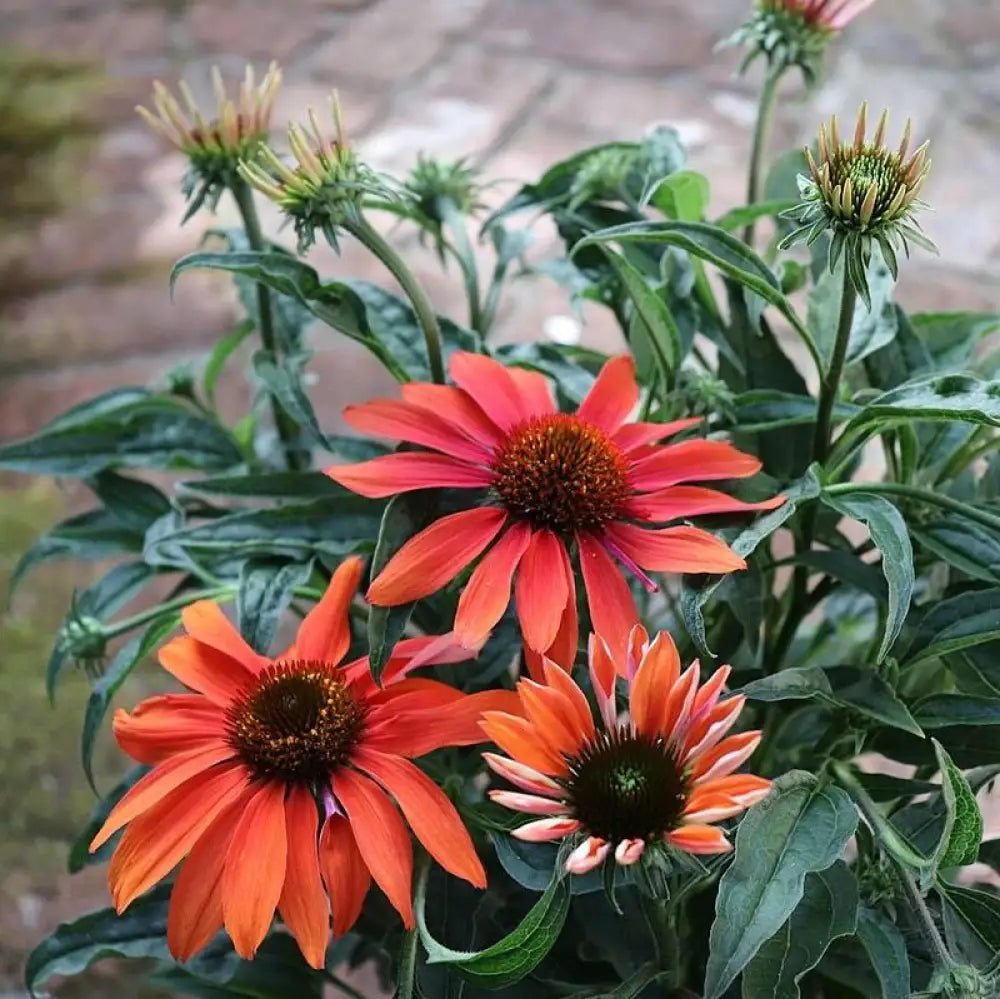 Cheyenne Spirit Echinacea Coneflower Perennial