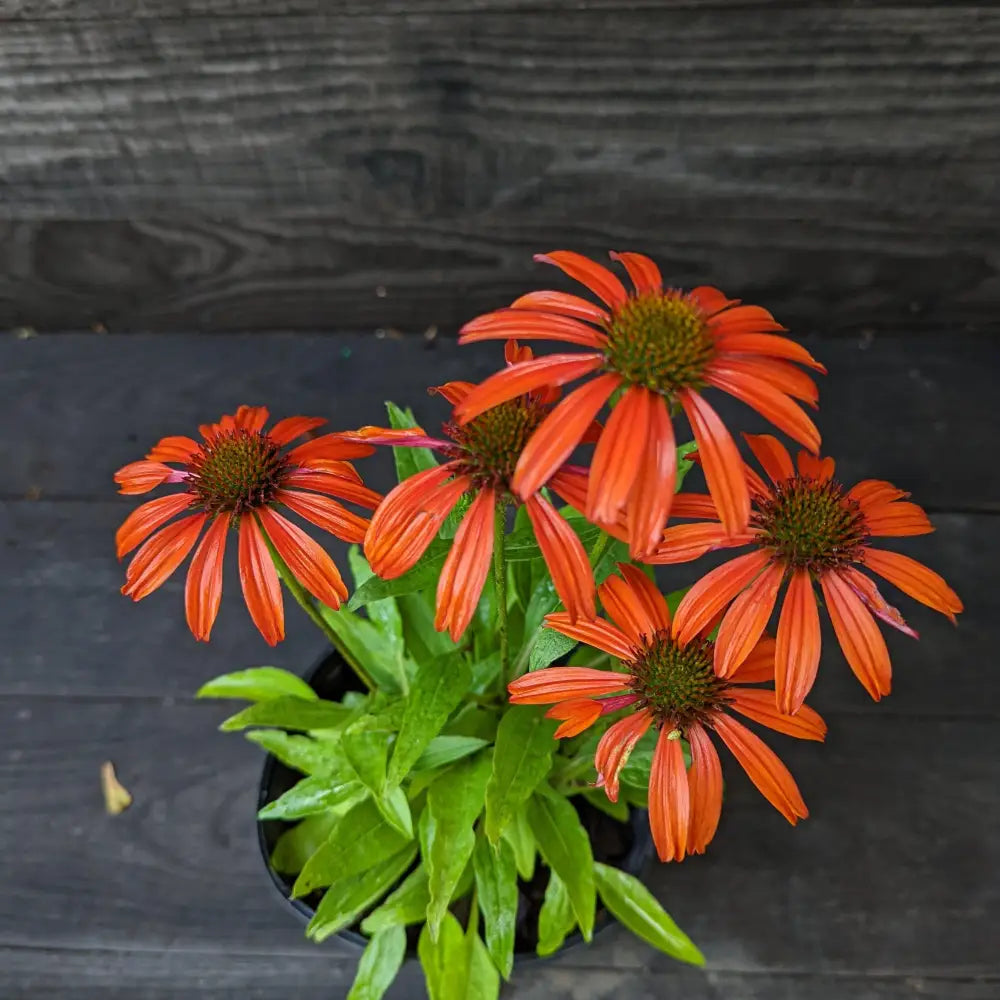 Cheyenne Spirit Echinacea Coneflower Perennial