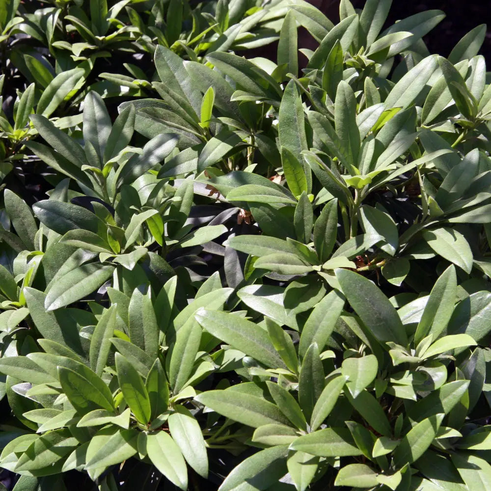 Chionoides Rhododendron Shrub