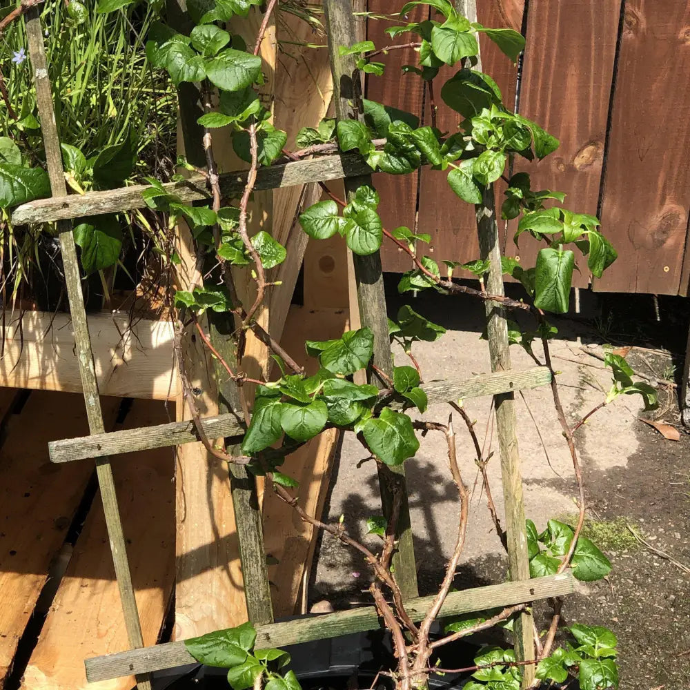 Climbing Hydrangea Vine