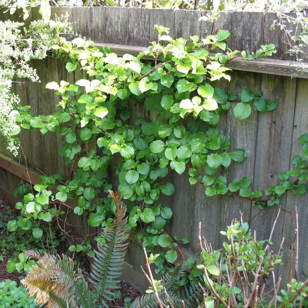 Climbing Hydrangea Vine