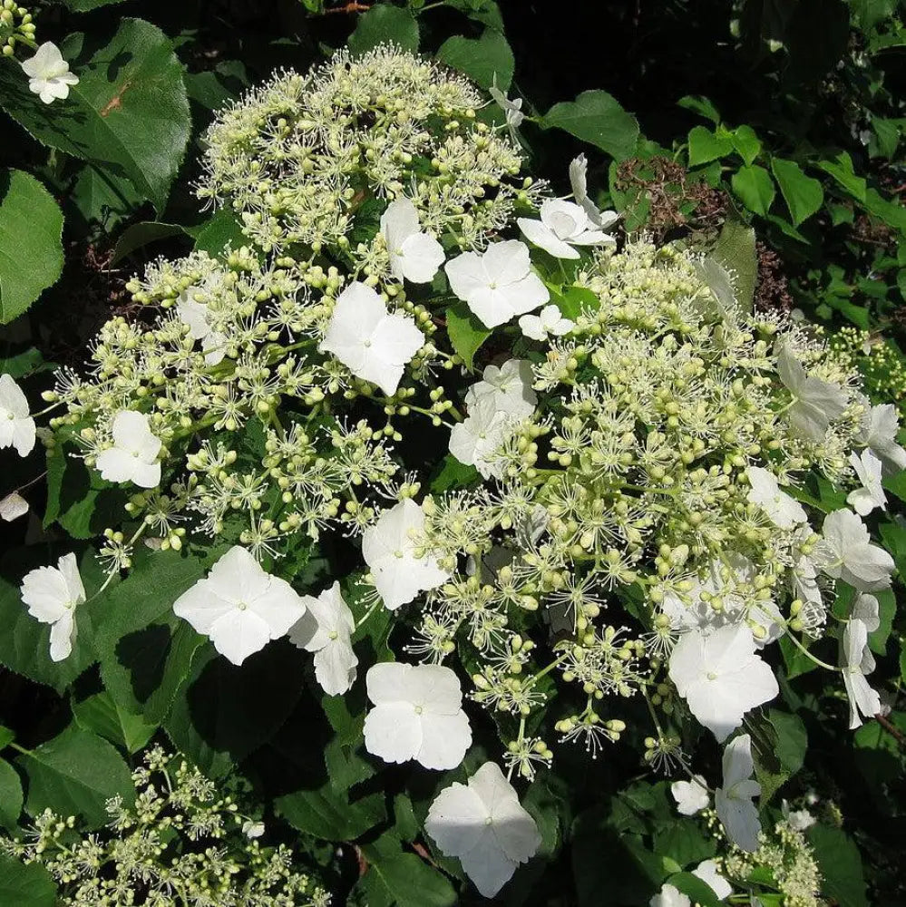 Climbing Hydrangea Vine