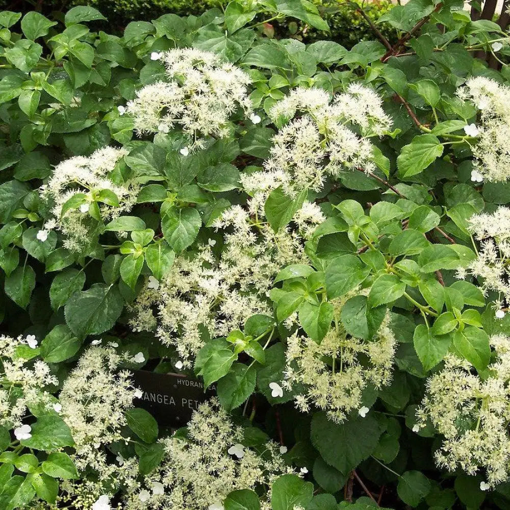 Climbing Hydrangea Vine
